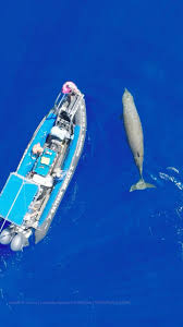 Image result for Ziphius cavirostris