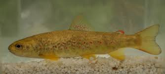 Image result for Salmo marmoratus