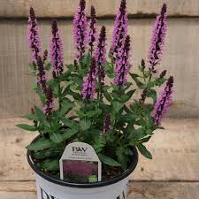 Attēlu rezultāti vaicājumam “Salvia nemorosa fruit”