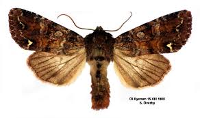 Attēlu rezultāti vaicājumam “Ceramica pisi”