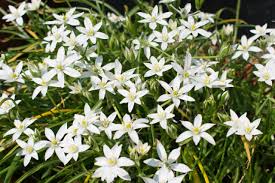 Attēlu rezultāti vaicājumam “Ornithogalum umbellatum flower”