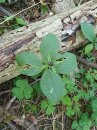 Attēlu rezultāti vaicājumam “Paris quadrifolia fruit”