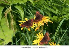 Attēlu rezultāti vaicājumam “Erebia ligea”