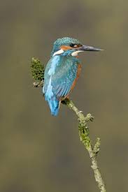 Attēlu rezultāti vaicājumam “Alcedo atthis adult”