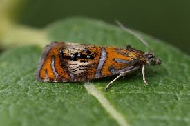 Attēlu rezultāti vaicājumam “Olethreutes arcuella”