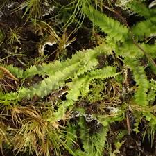 Attēlu rezultāti vaicājumam “Sphagnum quinquefarium”