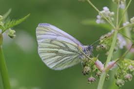 Attēlu rezultāti vaicājumam “Pieris napi”