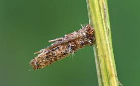 Attēlu rezultāti vaicājumam “Psyche casta larva”