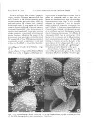 Attēlu rezultāti vaicājumam “Symphytocarpus flaccidus spores”