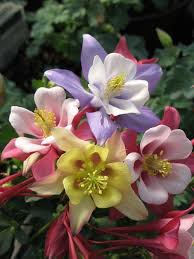 Image result for Aquilegia caerulea