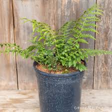 Attēlu rezultāti vaicājumam “Polystichum aculeatum”