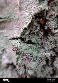 Attēlu rezultāti vaicājumam “Lepraria incana”