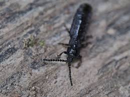 Attēlu rezultāti vaicājumam “Phosphaenus hemipterus male”