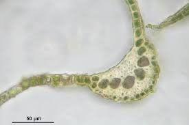 Attēlu rezultāti vaicājumam “Dicranum undulatum”