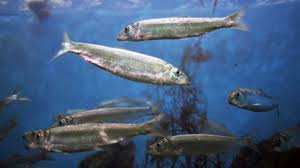 Image result for Clupea pallasii