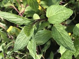 Attēlu rezultāti vaicājumam “Mentha arvensis”