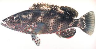 Image result for Epinephelus adscensionis