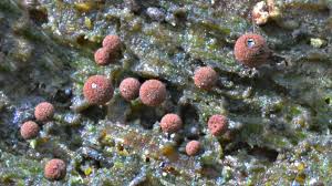 Attēlu rezultāti vaicājumam “Enerthenema papillatum macro”