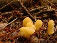 Attēlu rezultāti vaicājumam “Spathularia flavida”