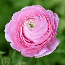 Attēlu rezultāti vaicājumam “Ranunculus brunnescens”