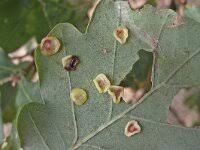 Attēlu rezultāti vaicājumam “Neuroterus albipes”