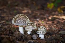 Attēlu rezultāti vaicājumam “Amanita excelsa”