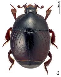 Attēlu rezultāti vaicājumam “Histeridae”