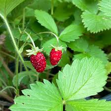 Attēlu rezultāti vaicājumam “Fragaria vesca”