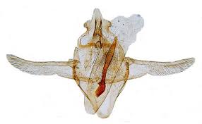 Attēlu rezultāti vaicājumam “Ortholepis betulae”