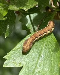 Attēlu rezultāti vaicājumam “Erannis defoliaria”