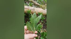 Attēlu rezultāti vaicājumam “Mercurialis perennis leaf”