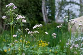 Image result for Valeriana officinalis