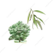 Attēlu rezultāti vaicājumam “Salix alba”