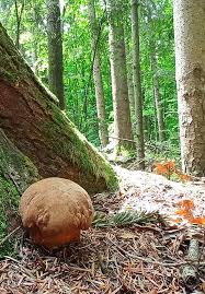 Attēlu rezultāti vaicājumam “Vouauxiomyces santessonii”