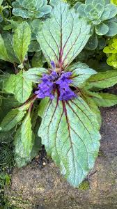 Attēlu rezultāti vaicājumam “Ajuga reptans leaf”