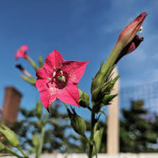 Attēlu rezultāti vaicājumam “Nicotiana tabacum”