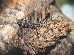 Attēlu rezultāti vaicājumam “Monochamus galloprovincialis”