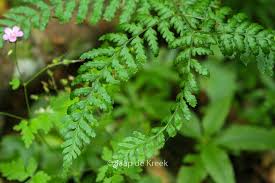 Attēlu rezultāti vaicājumam “Dryopteris dilatata”