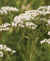 Attēlu rezultāti vaicājumam “Valeriana officinalis flower”