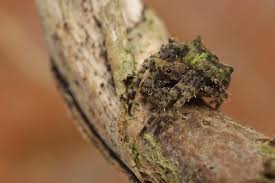 Attēlu rezultāti vaicājumam “Gibbaranea gibbosa”