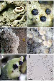 Attēlu rezultāti vaicājumam “Lichenoconium xanthoriae”