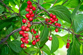 Attēlu rezultāti vaicājumam “Schisandra chinensis flower”