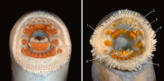 Image result for Lethenteron camtschaticum