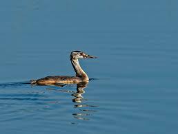Attēlu rezultāti vaicājumam “Podiceps cristatus juvenile”