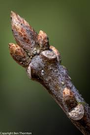 Attēlu rezultāti vaicājumam “Quercus rubra bud”