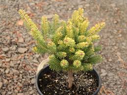 Attēlu rezultāti vaicājumam “Abies koreana”