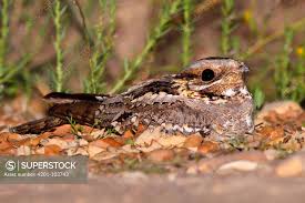 Image result for Caprimulgus ruficollis