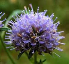 Attēlu rezultāti vaicājumam “Succisa pratensis bud”