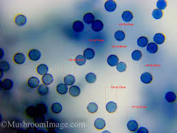 Attēlu rezultāti vaicājumam “Stemonitopsis hyperopta var. landewaldii macro”