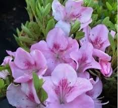 Attēlu rezultāti vaicājumam “Rhododendron sichotense flower”